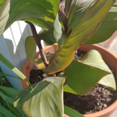 Canna 'Wyoming'