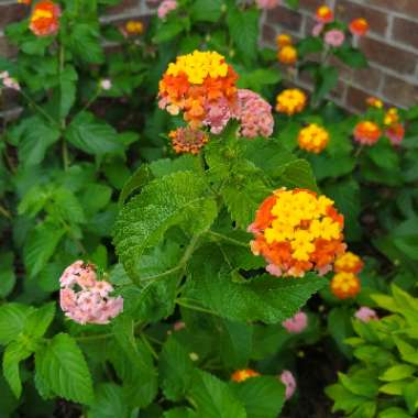 Lantana camara