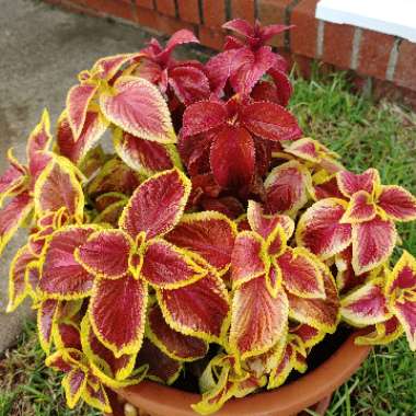 Solenostemon scutellarioides  syn. Plectranthus scutellarioides, Coleus scutellarioides, Coleus blumei