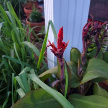 Canna 'Wyoming'