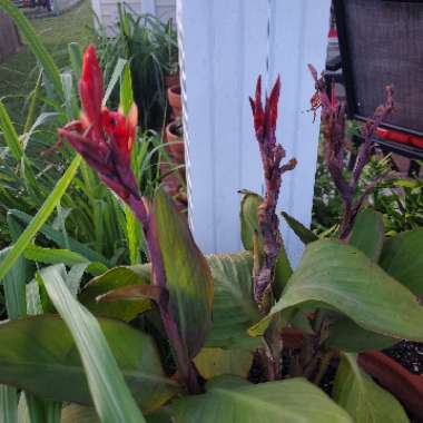 Canna 'Wyoming'