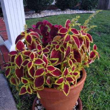 Solenostemon scutellarioides  syn. Plectranthus scutellarioides, Coleus scutellarioides, Coleus blumei