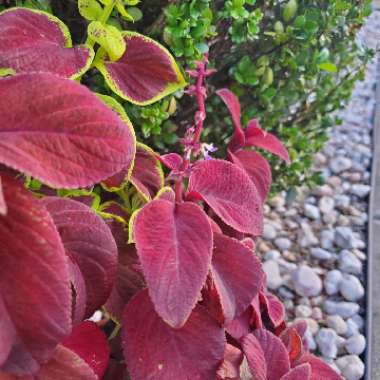 Solenostemon scutellarioides  syn. Plectranthus scutellarioides, Coleus scutellarioides, Coleus blumei