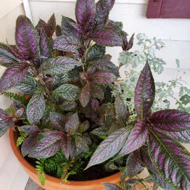 Strobilanthes dyeriana 'Persian Shield'