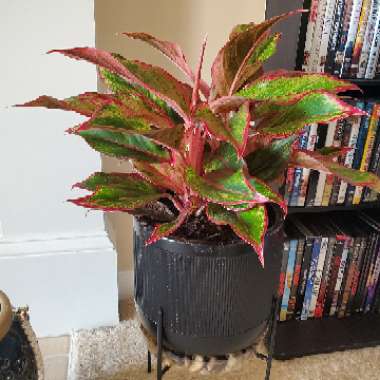 Aglaonema 'Siam'