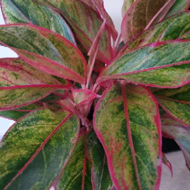 Aglaonema 'Siam'