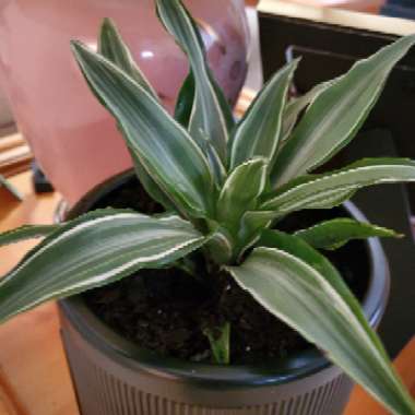 Dracaena deremensis 'Warneckii'