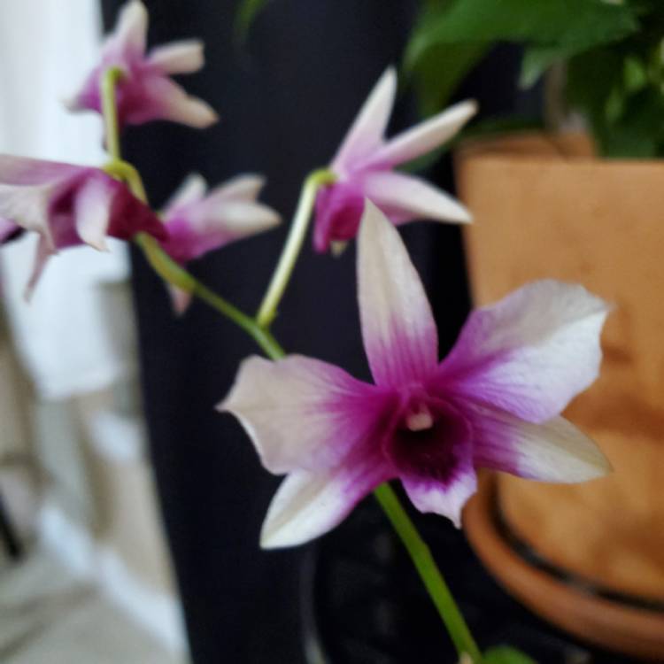 Plant image Dendrobium 'Polar Fire'