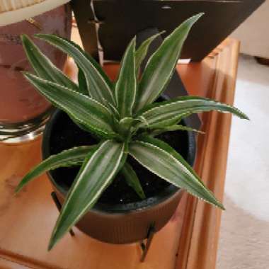 Dracaena deremensis 'Warneckii'