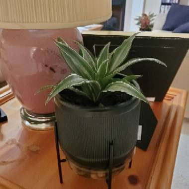 Dracaena deremensis 'Warneckii'