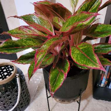 Aglaonema 'Siam'