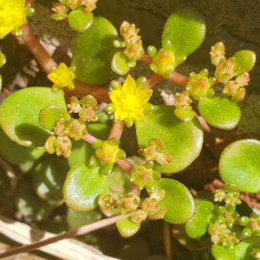 Sedum Tetractinum 'Coral Reef'