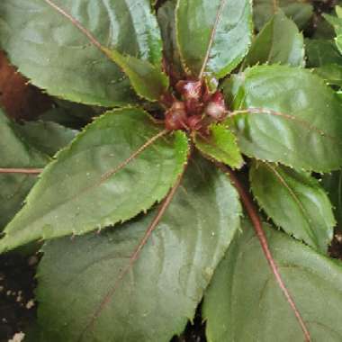 Impatiens Hawkerii 'Sunpatiens'