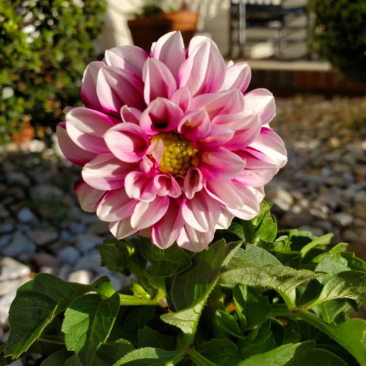 Plant image Dahlia 'Offshore Dream'