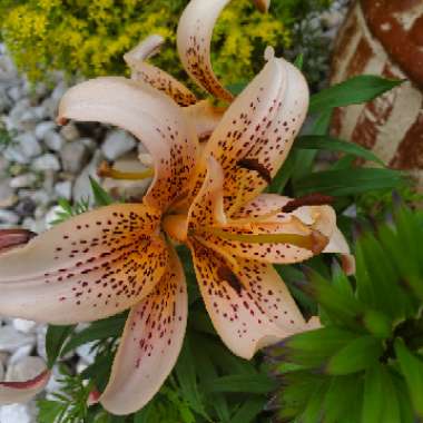 Lilium lancifolium