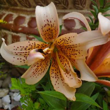 Lilium lancifolium