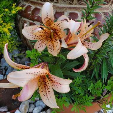 Lilium lancifolium