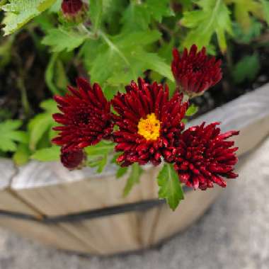 Chrysanthemum