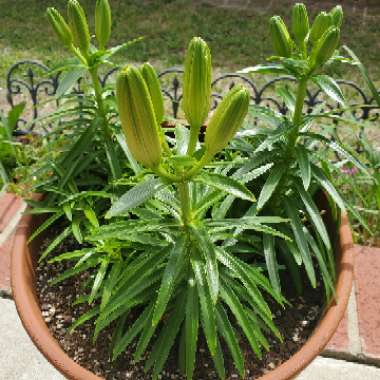 Lilium (Asiatic)