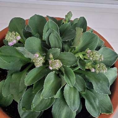 Hosta 'Blue Mouse Ears'