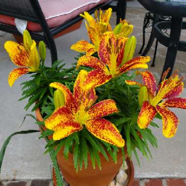 Lily (Asiatic)