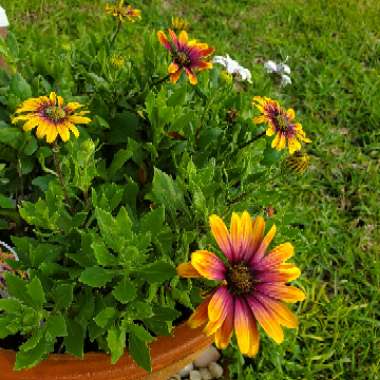 Osteospermum 'Sunset Purple'