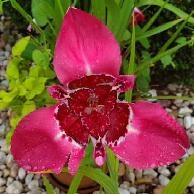 Mexican Shell Flower