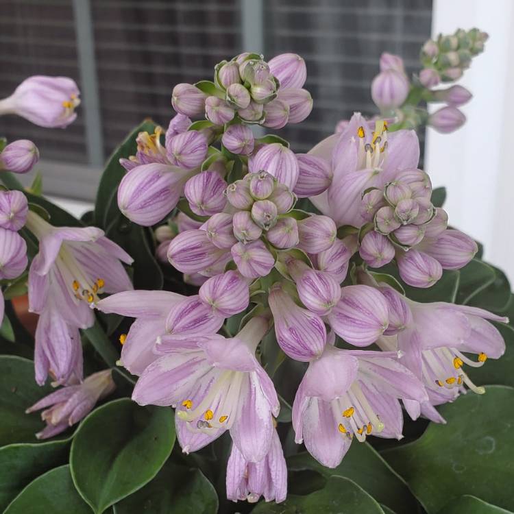 Plant image Hosta 'Blue Mouse Ears'