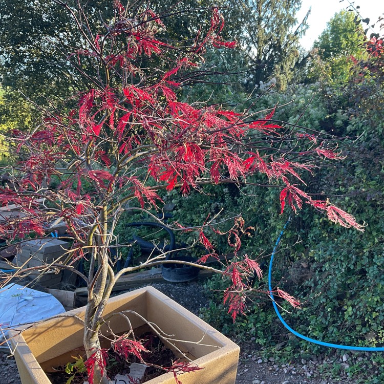 Plant image Acer palmatum 'Dissectum Atropurpureum' (Dissectum Group) syn. Acer palmatum var. dissectum 'Dissectum Atropurpureum'