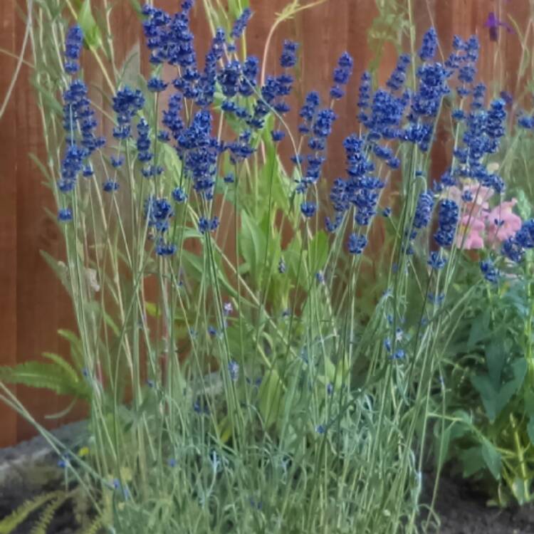 Plant image Lavandula angustifolia 'Imperial Gem'