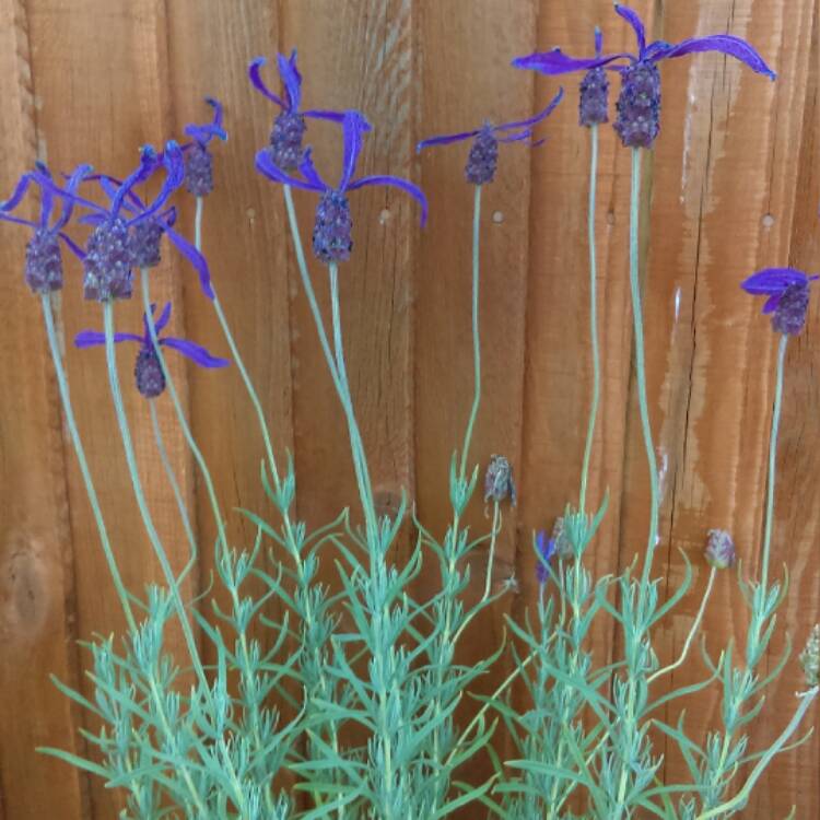 Plant image Lavandula stoechas 'Anouk' (Anouk Series)