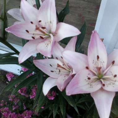 Lily 'Entertainer' (Oriental)