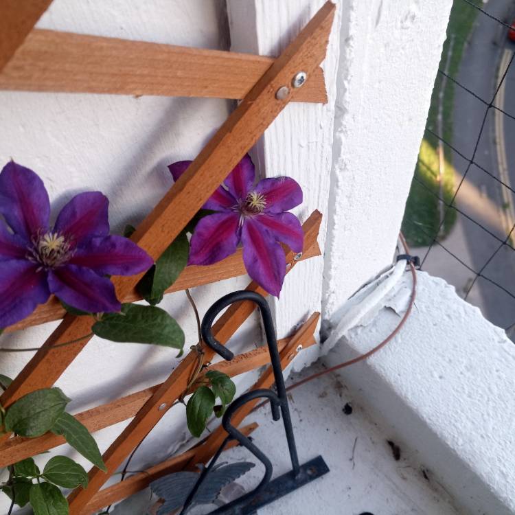 Plant image Clematis 'Mrs N Thompson'