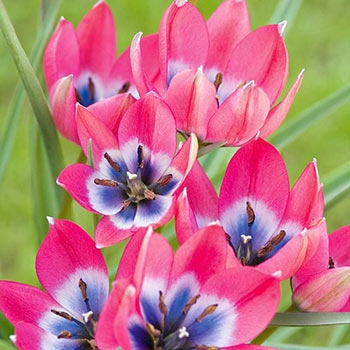 Plant image Tulipa 'Little Beauty' syn. Tulipa humilis 'Little Beauty'