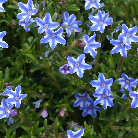 Plant image Lithodora diffusa 'Blue Star'