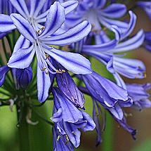 Plant image Agapanthus 'Charlotte'