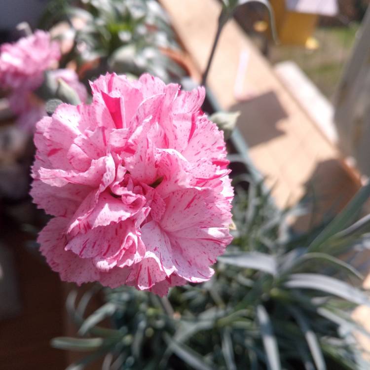 Plant image Dianthus ‘Pinball Wizard'