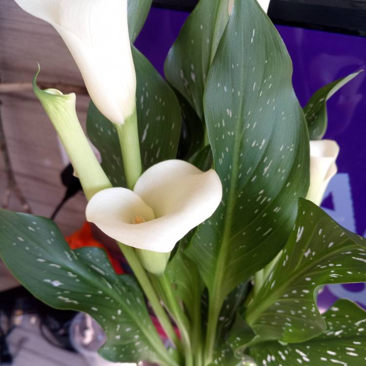 Plant image Zantedeschia albomaculata