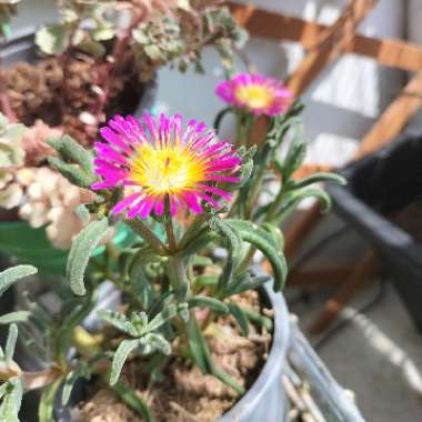 Ice Plant 'Suntropics Hot Pink'