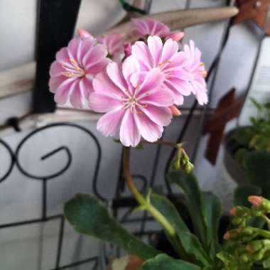 Lewisia 'Elise Mixed' (Mix)