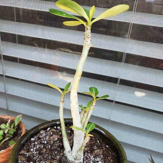 Plant image Adenium Obesum Shada