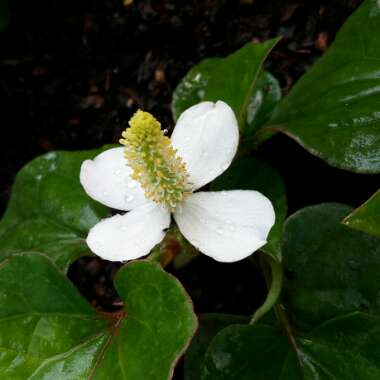 Houttuynia cordata