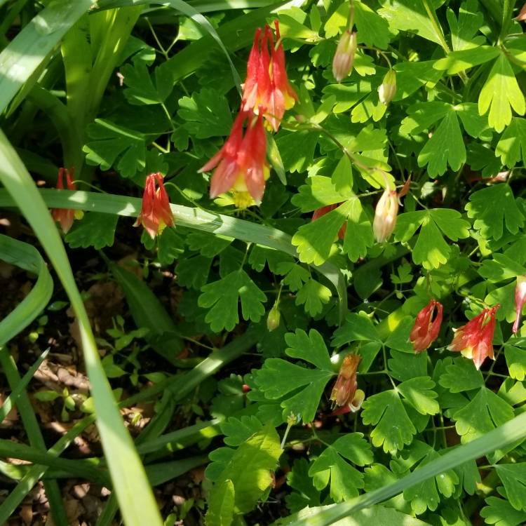 Plant image Aquilegia Canadensis