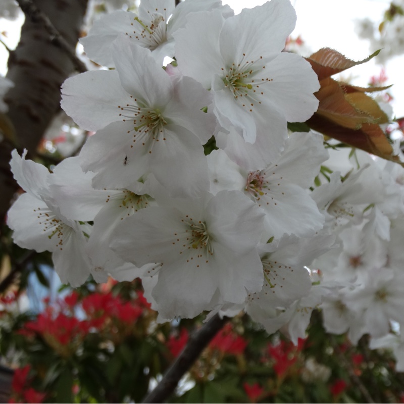 Plant image Prunus 'Tai-haku' syn. Prunus serrulata 'Tai Haku'