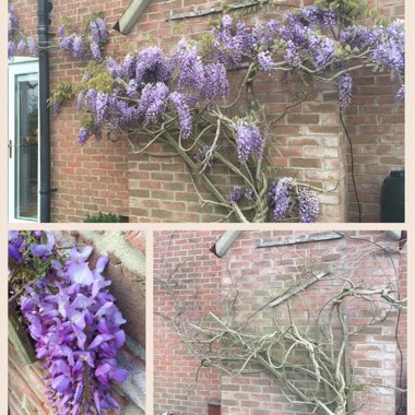 Wisteria floribunda