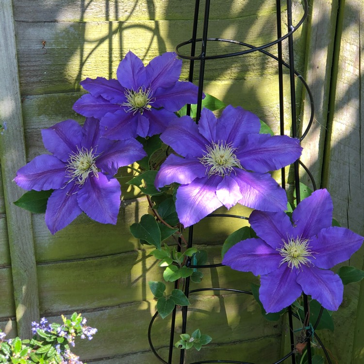 Plant image Clematis 'Dazzle'