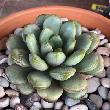 xGraptoveria Amethorum