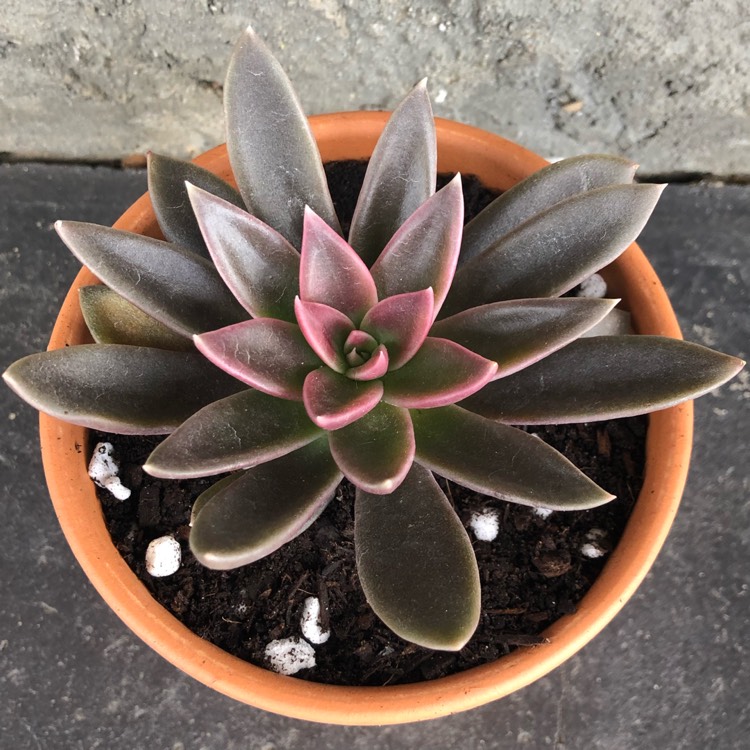 Plant image Echeveria Serrana