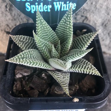 Haworthiopsis limifolia 'Spider White' syn. Haworthia limifolia 'Spider White'