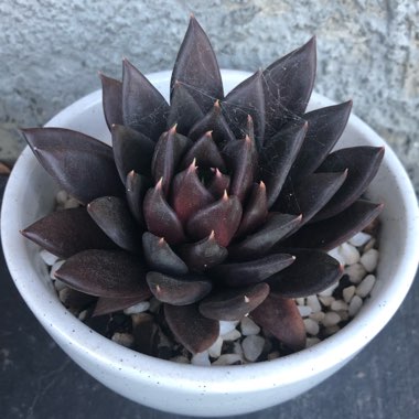 Echeveria Affinis sp.